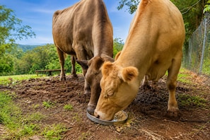 Two cows grazing on a dirt field with a metal feeding trough. - Epic Hinterland & Ocean Views - Farm Stay (Mapleton)