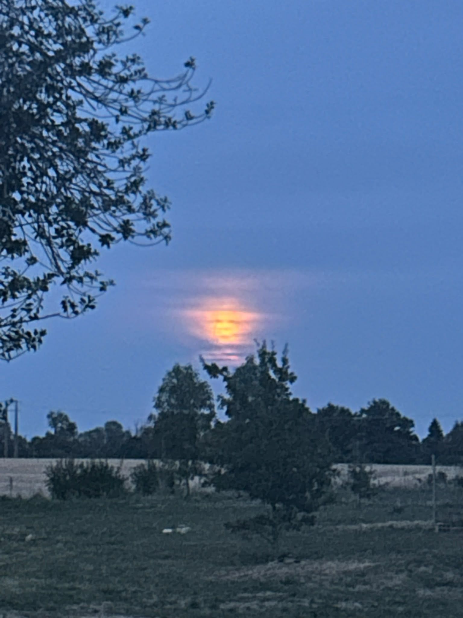 Un capvespre amb cel serena, arbres i una tanca al primer pla.
