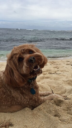 Ein Hund mit Erkennungsmarke liegt im Sand nahe dem Wasser.