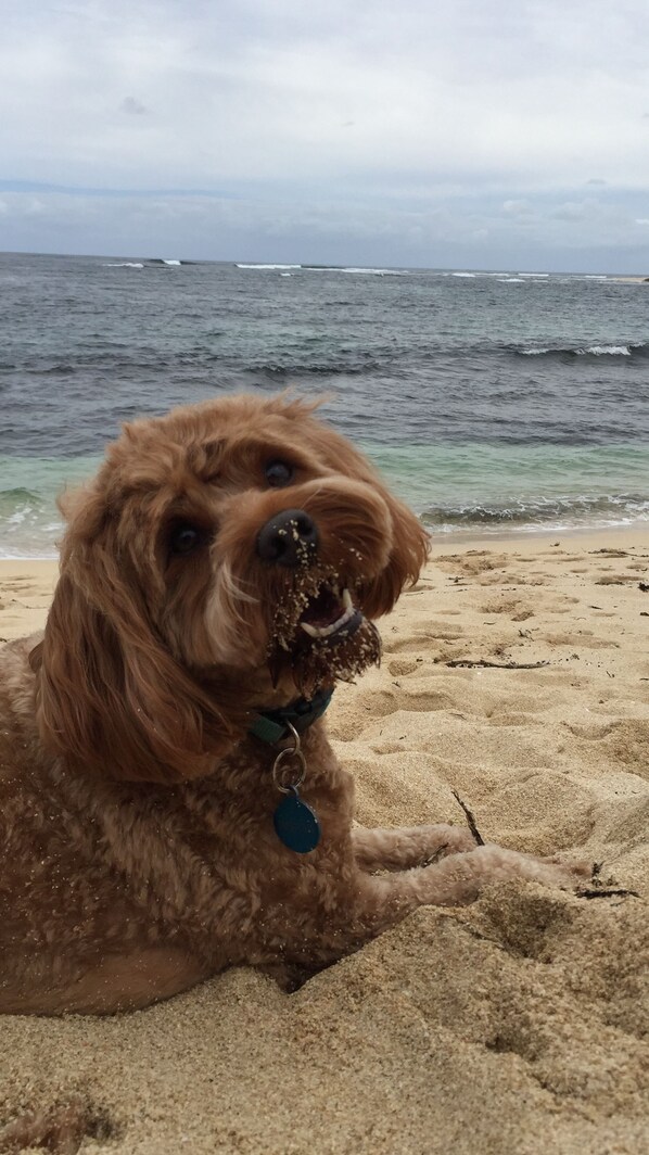 A dog with a tag lying on the sand near the water.