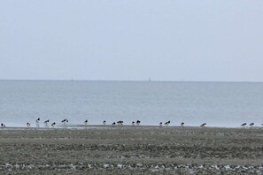 A beach with birds on the shore and a lighthouse in the distance. - Holiday home in Hooksiel with swimming pool (Hooksiel)