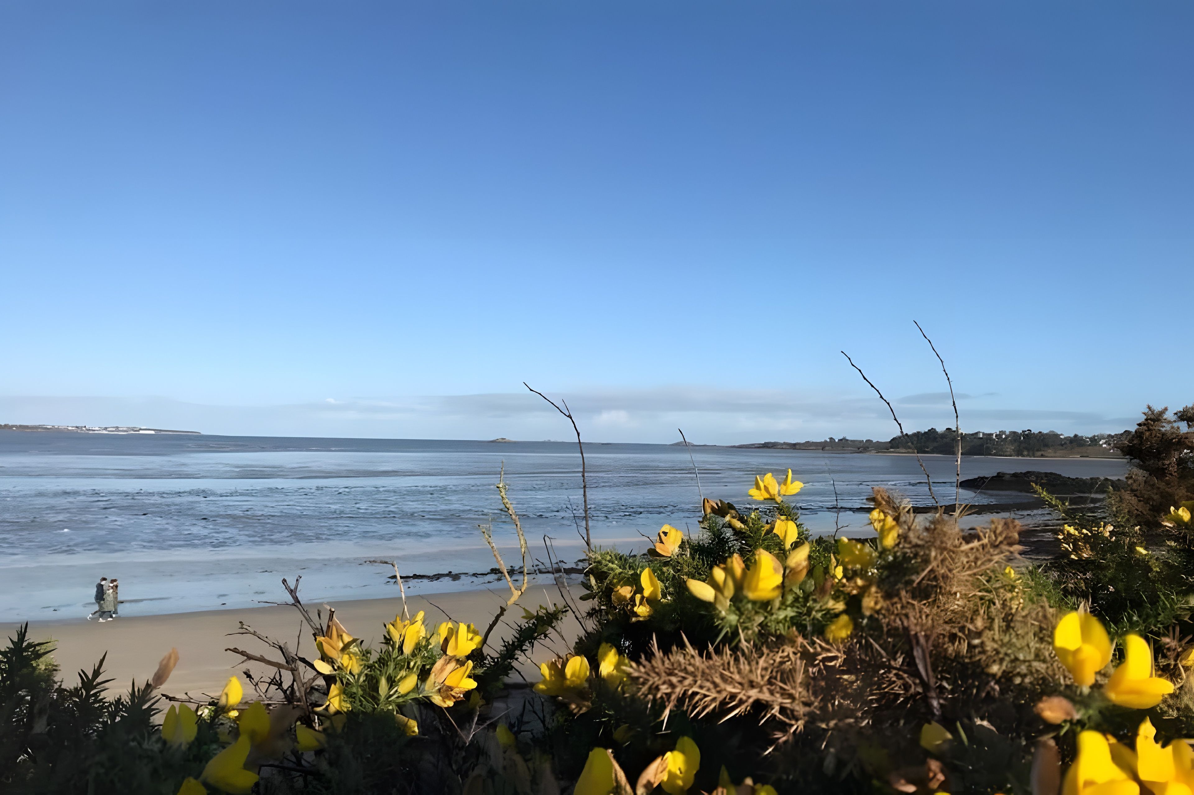 A coastal landscape with a clear sky, a sandy beach, and yellow flowers in the foreground.