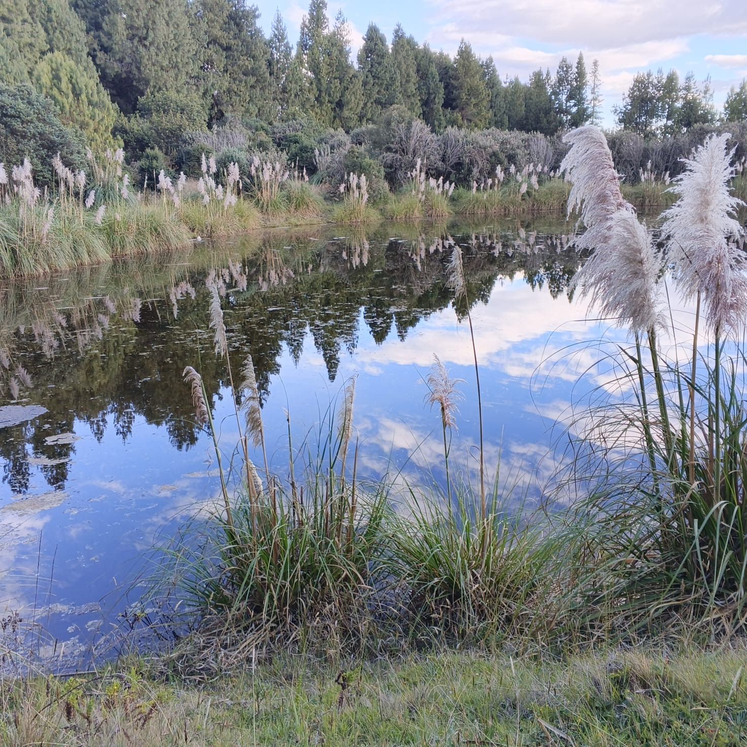 Un lago tranquilo rodeado de un bosque denso y altas hierbas.