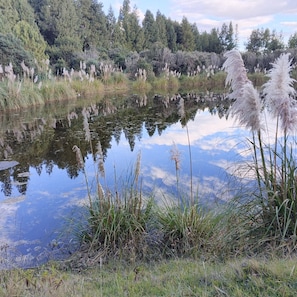 A calm lake surrounded by dense forest and tall grasses.