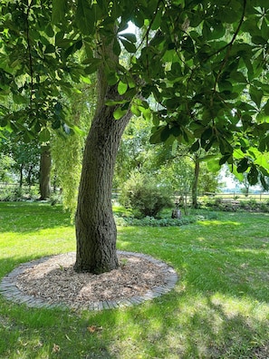 A tree with a circular mulch bed, surrounded by grass and other vegetation. - Tiny House with a view by the Wadden Sea (Butjadingen)