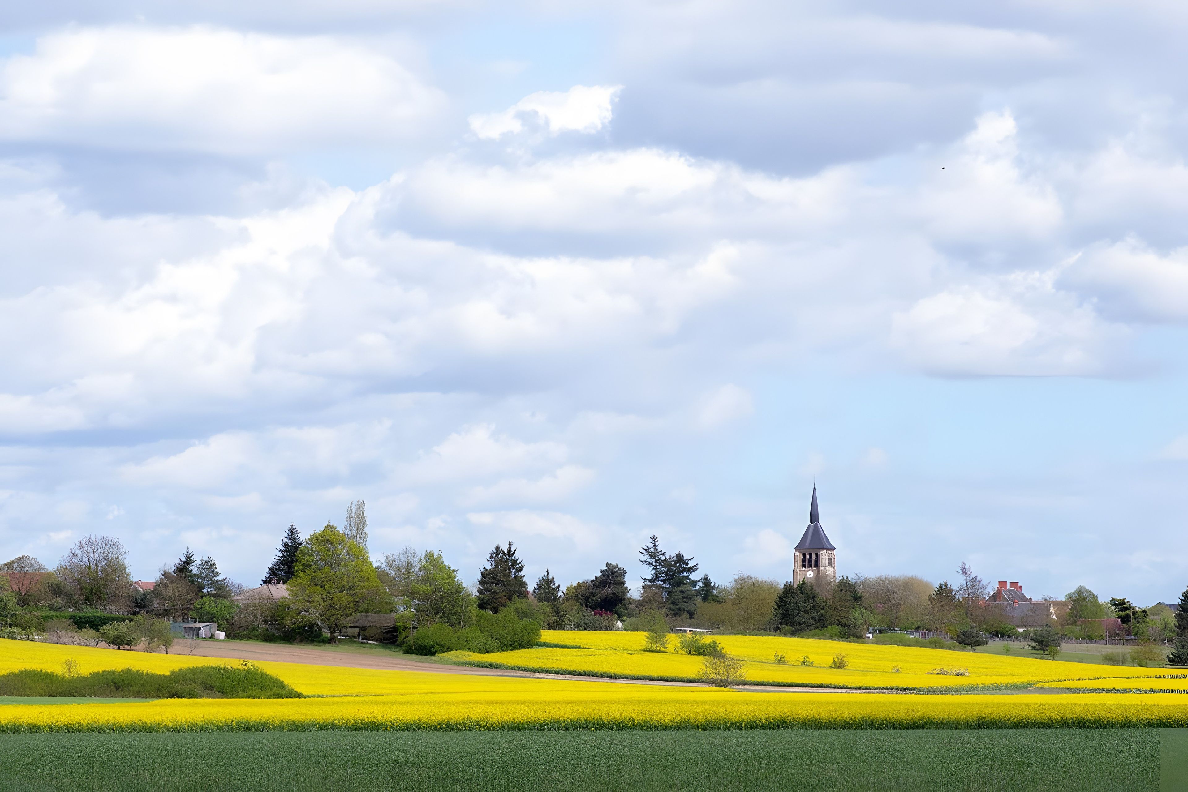 Un paisaje rural con campos de flores amarillas, una iglesia con campanario puntiagudo y cielo despejado.