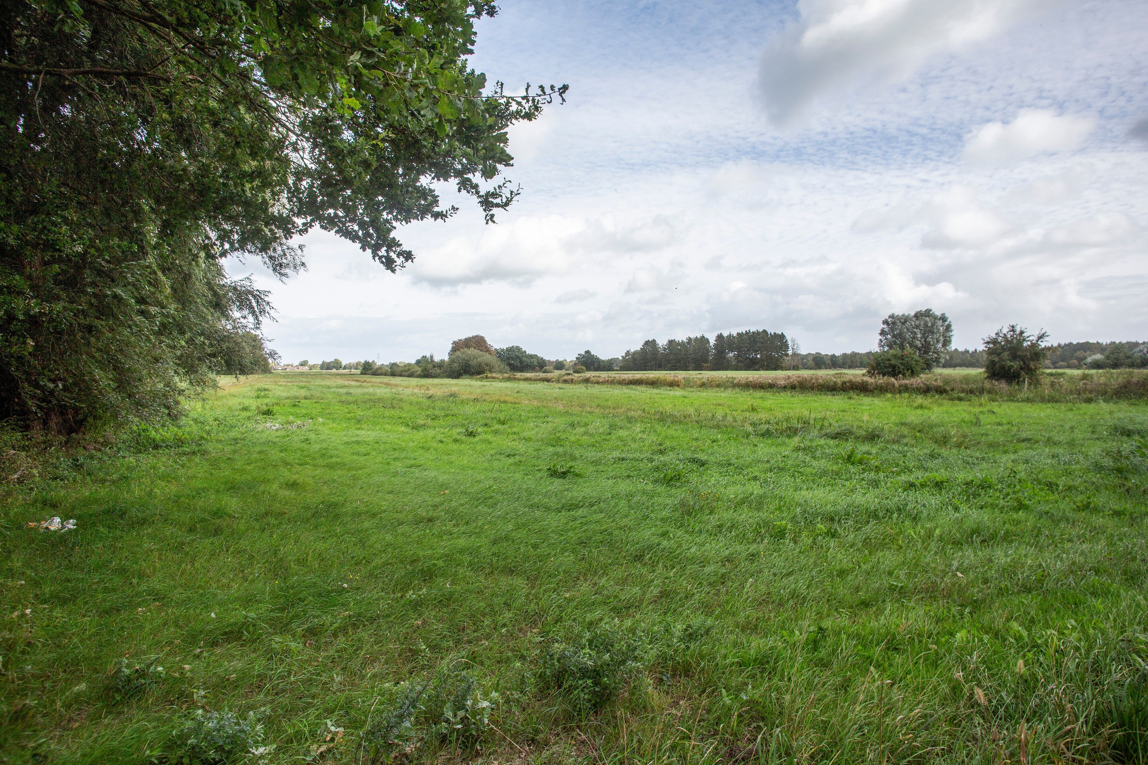 Ein grünes Feld mit einem großen Baum links und einer entfernten Hügelkette.
