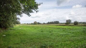 Een grasveld met een grote boom aan de linkerkant en een heuvel in de verte.