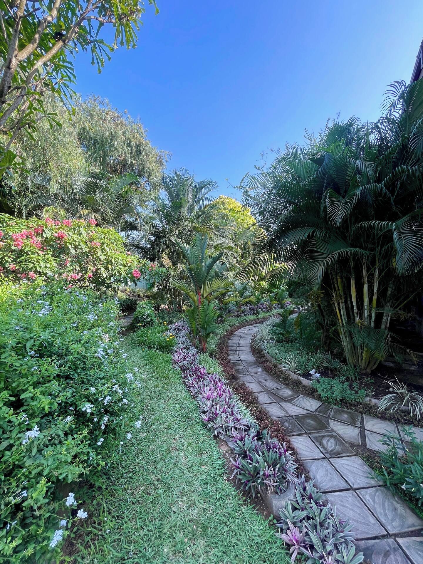 A garden pathway with various plants and trees.