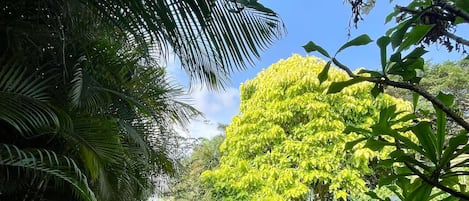 Un sendero de jardín con diversas plantas y un cielo despejado.