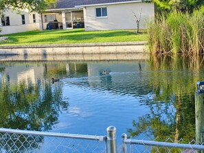 A calm pond with a duck swimming, surrounded by a fence and a building with a covered patio. - Villa Serenity by swflorida-villas in Cape Coral (Cape Coral)