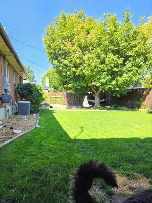 Property grounds - Cozy cottage close to skiing, hiking, and not far from downtown! (Murray)