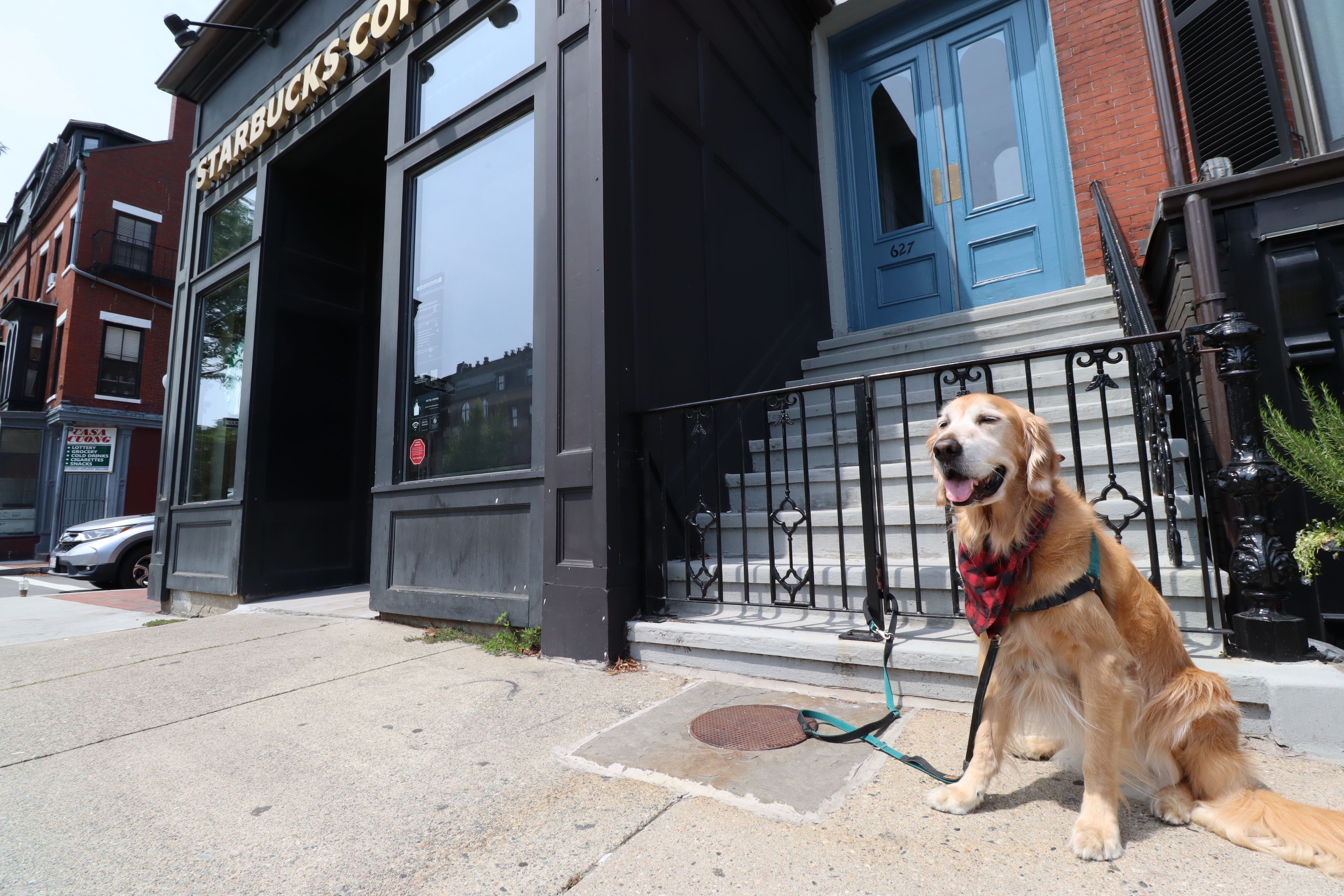 A dog sitting on a sidewalk in front of a building with a Starbucks sign.