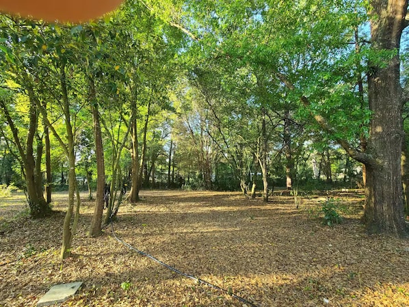 A forested area with a dirt path.