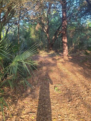 A forested area with a dirt path leading through it.