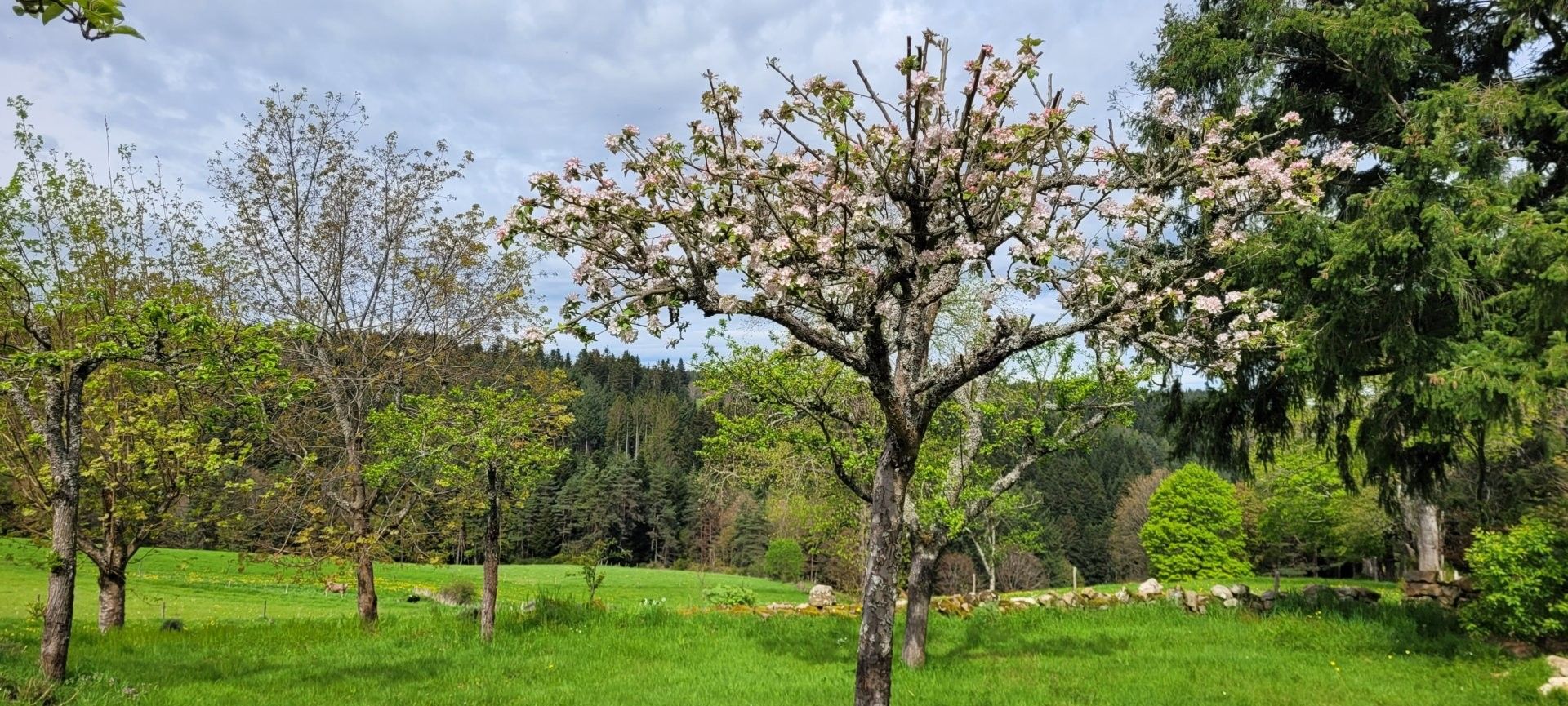 A tree with pink blossoms in a grassy field with other trees in the background.