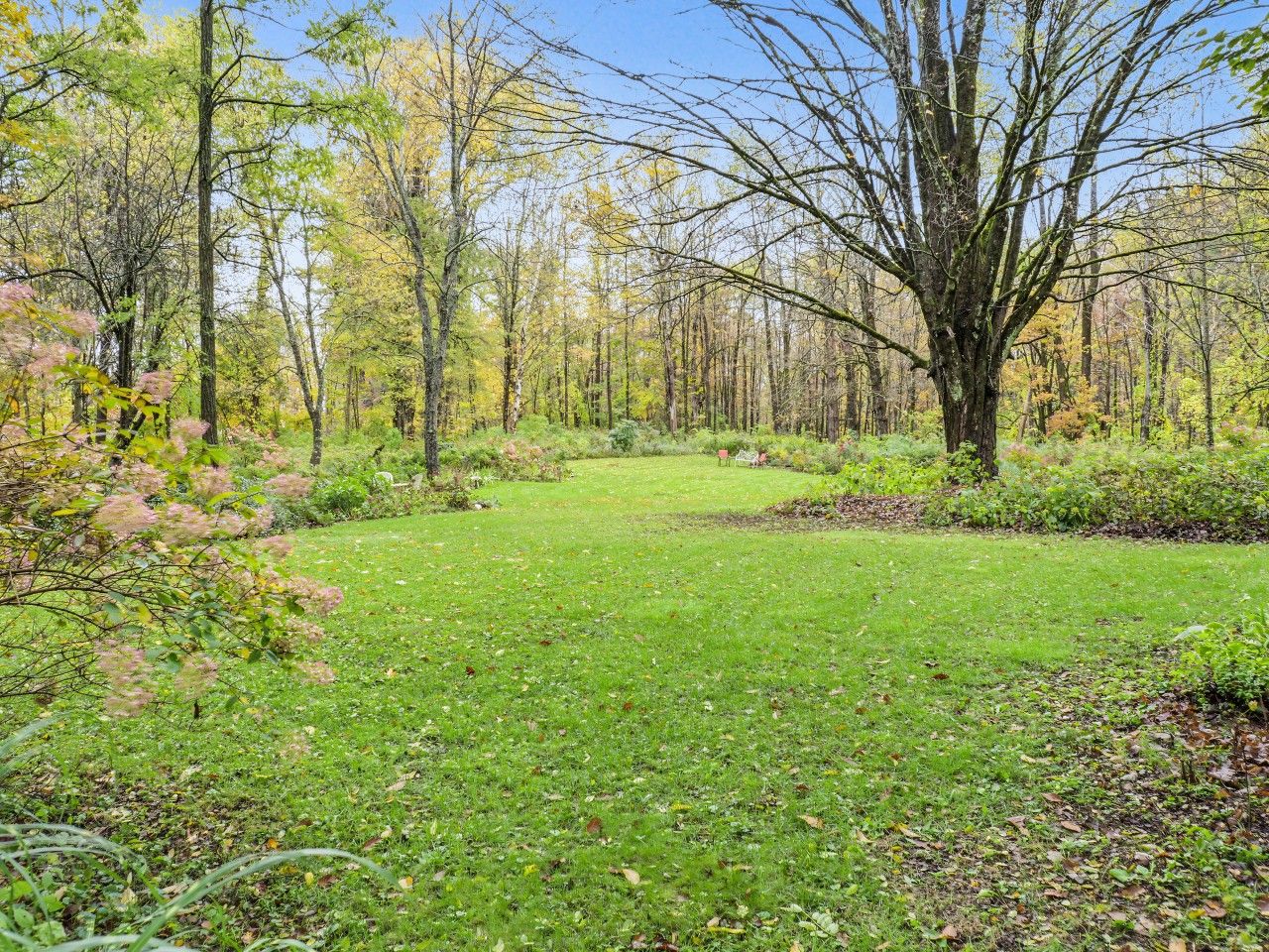 A forested area with a grassy clearing.