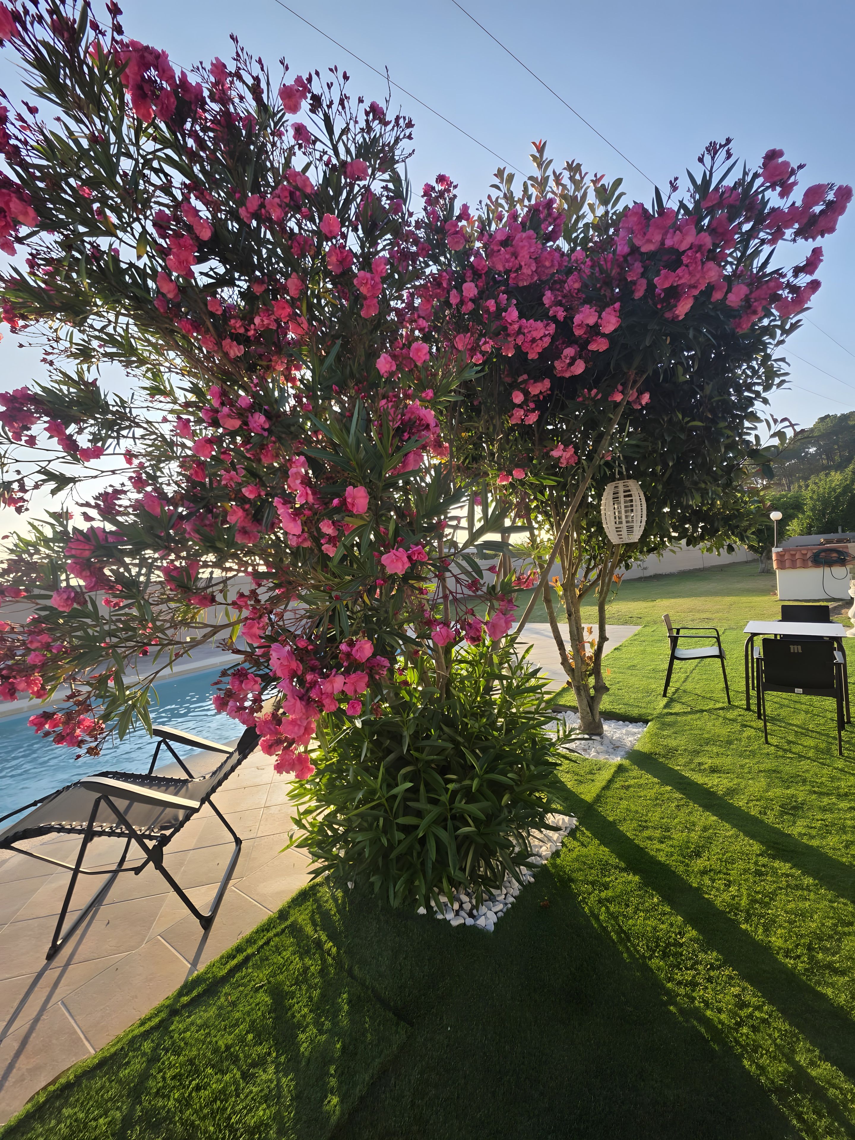 Un espace aménagé au bord de la piscine, avec une chaise, une table et un pot de fleurs contenant des fleurs roses.