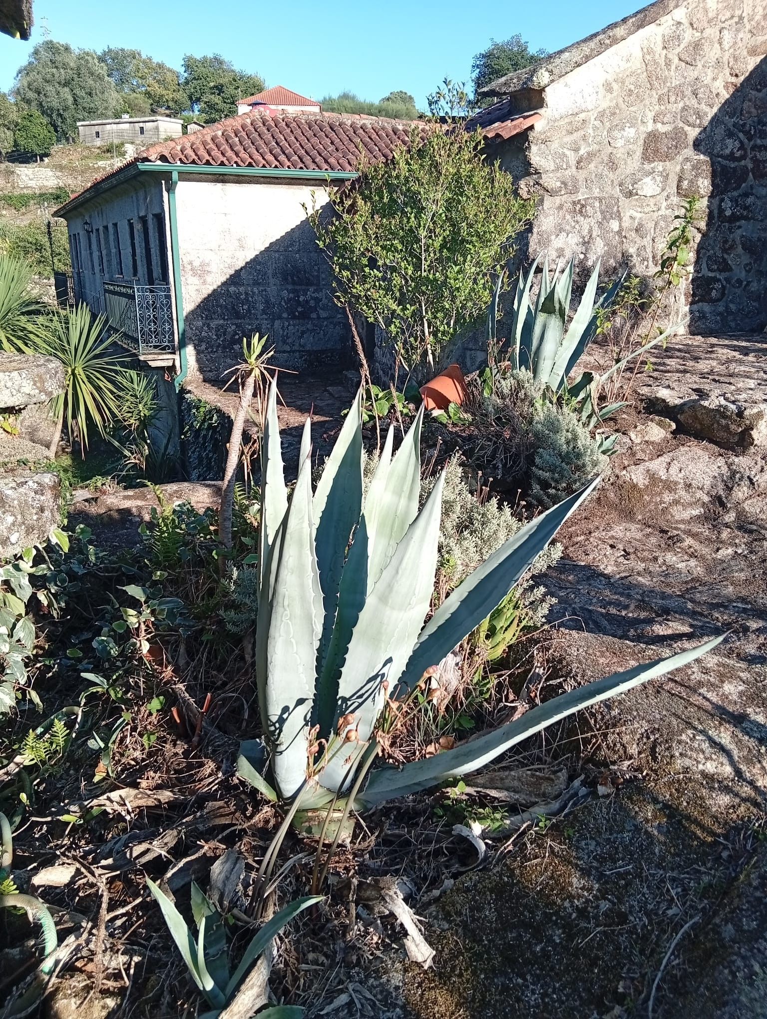 Puutarha, jossa on agave-kasveja, kivimuuri ja punaisella katolla varustettu rakennus.