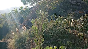 A natural landscape with a variety of vegetation, including a prominent tree with a dense canopy and smaller shrubs.