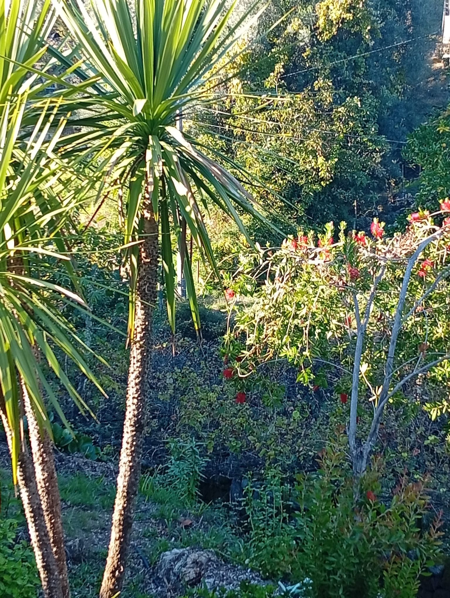 A garden with a variety of plants and a palm tree.