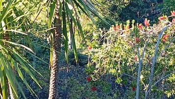A garden with a variety of plants and a palm tree.