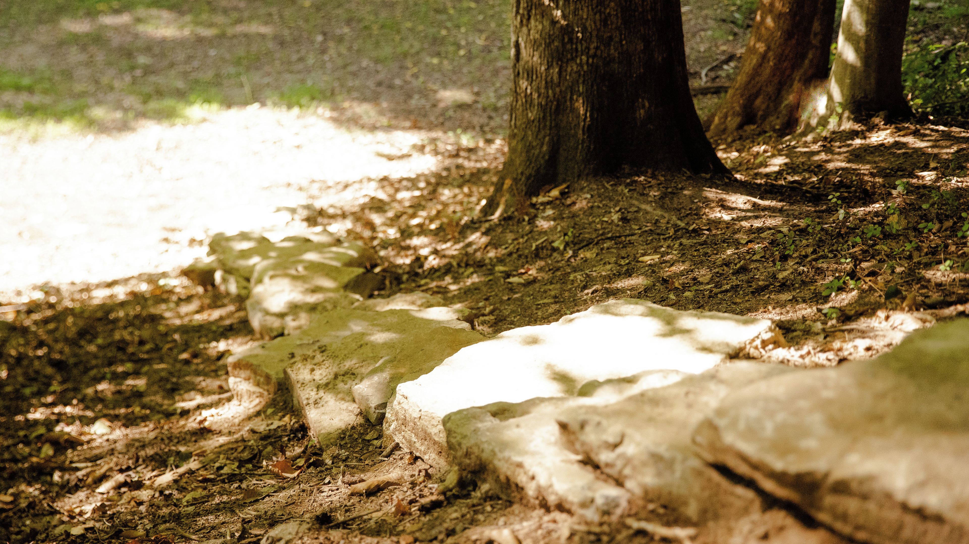 Un suelo forestal cubierto de musgo, con rocas y troncos de árboles.