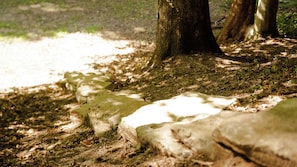 A forest floor with moss-covered rocks and tree trunks.