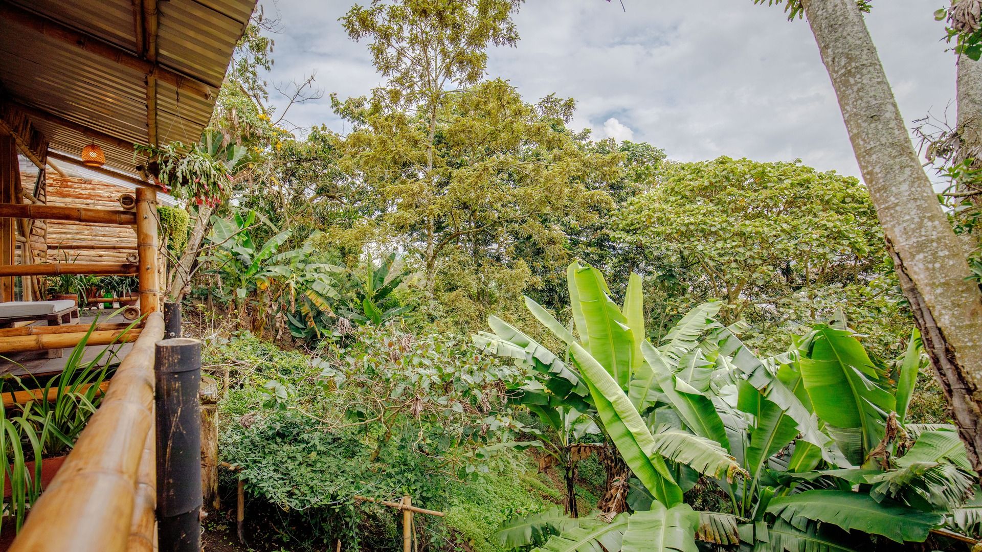 Una struttura in legno rustica con tetto di paglia, circondata da rigogliosa vegetazione tropicale tra cui alberi di banana e diversi arbusti.