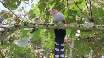 Un oiseau était perché sur une branche recouverte de mousse, entourée d’un feuillage verdoyant.