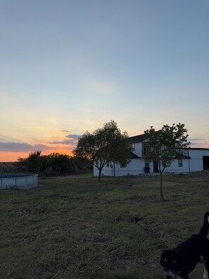 A grassy outdoor area with a white building, a tree, and a dog. - Charming 10 acre homestead stay in Ennis (Ennis)