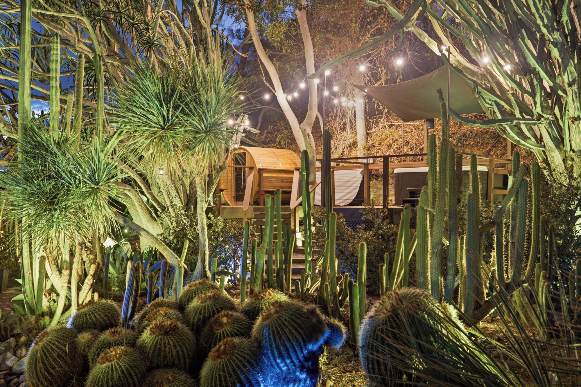 A desert garden with cacti and palm trees, a wooden structure, and string lights.