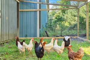 A group of chickens in a fenced outdoor area with a blue building in the background. - Boutique Farm Stay | Highland Cow * Horses * Bunnies (Cresco)