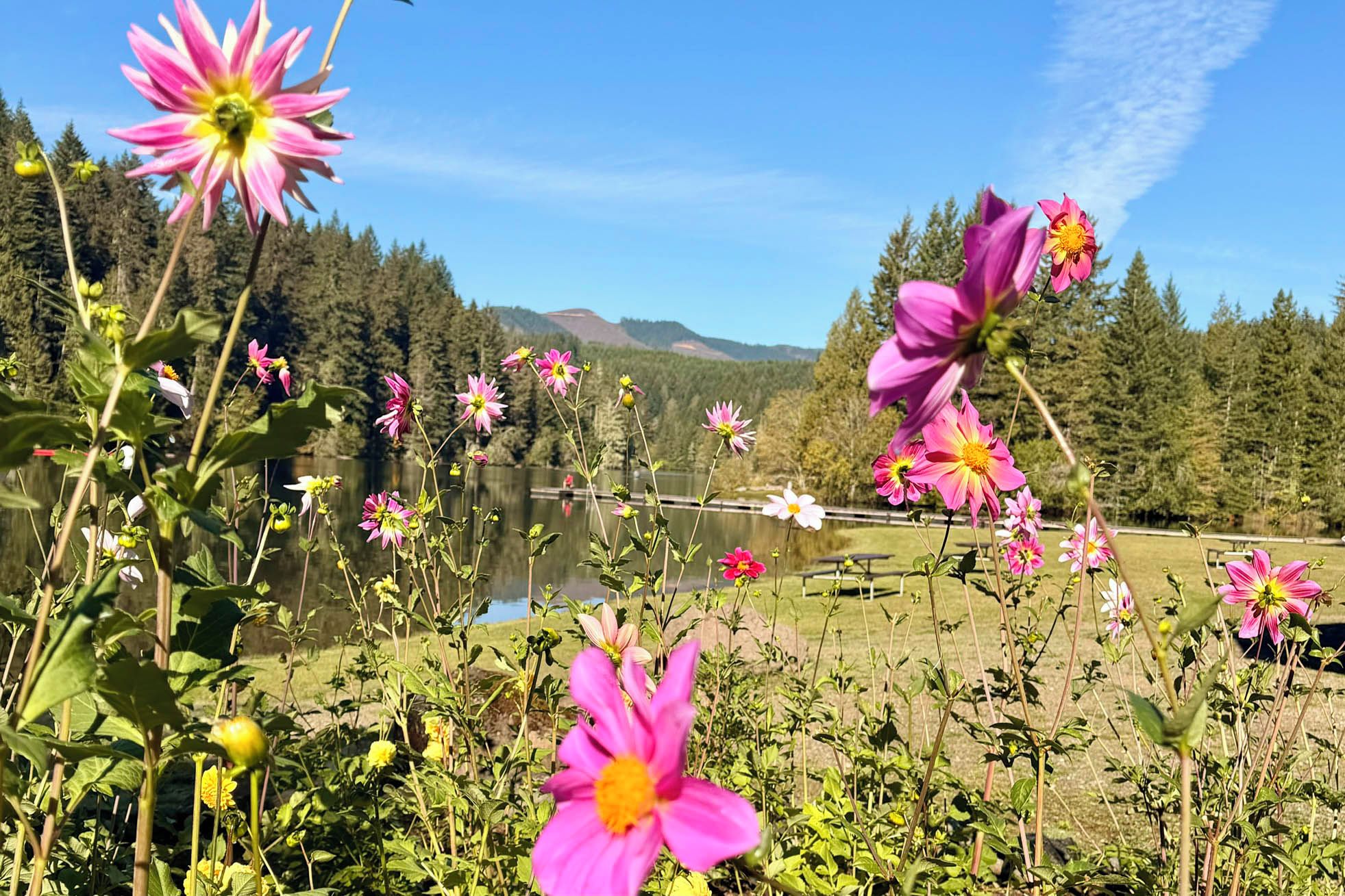 A natural landscape with a lake, trees, and flowers.
