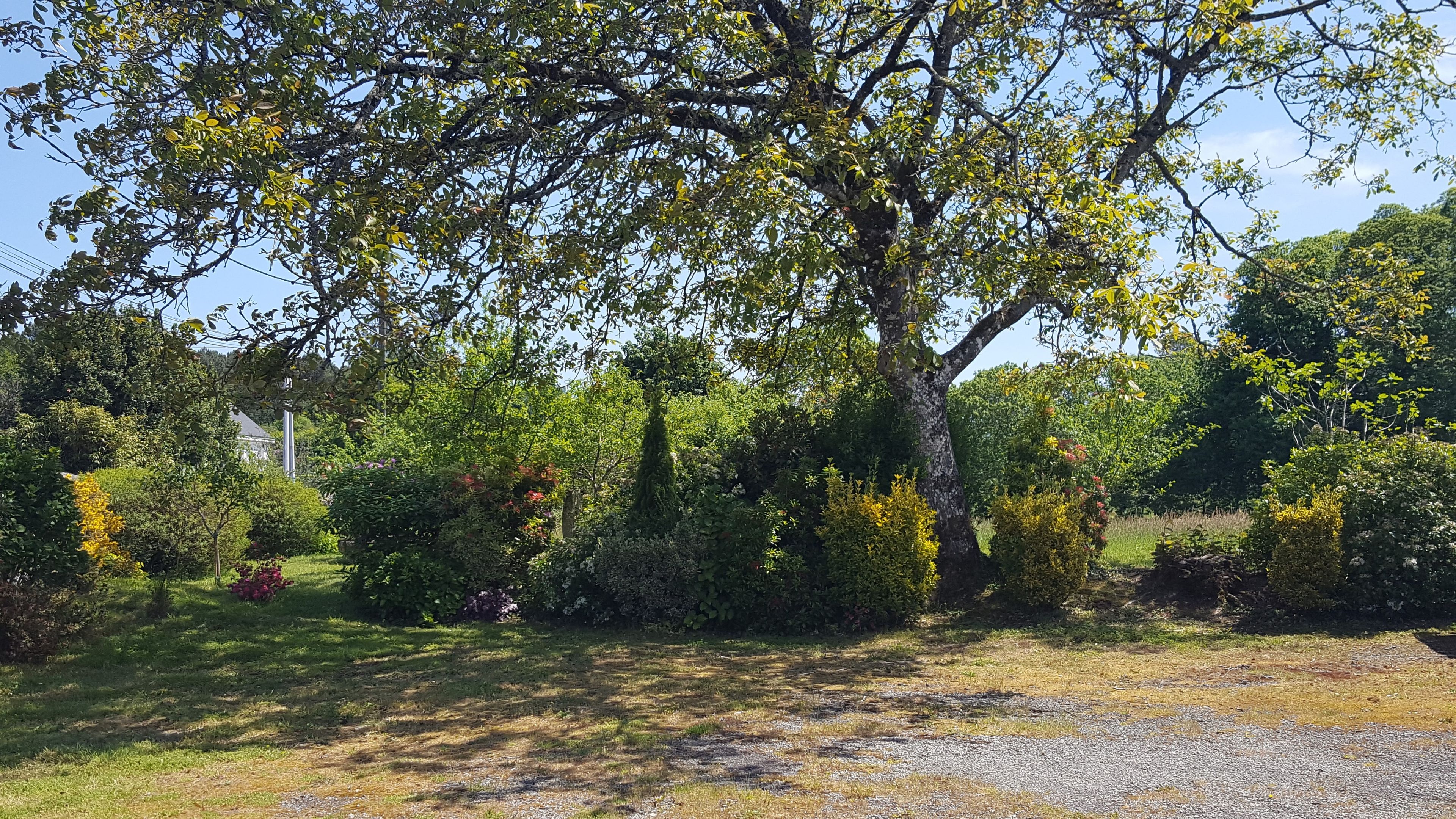 A garden with a gravel path, various shrubs, and trees.