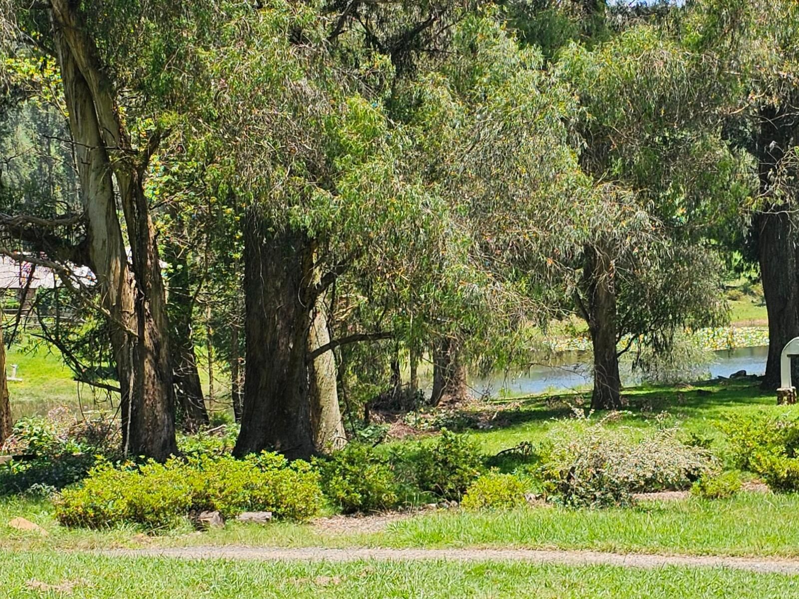 Un parque con árboles maduros, un estanque y un camino.