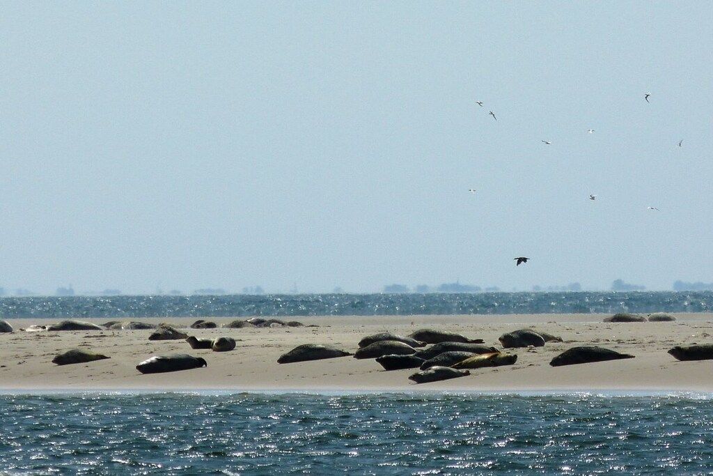 A beach with large rocks and a clear sky.