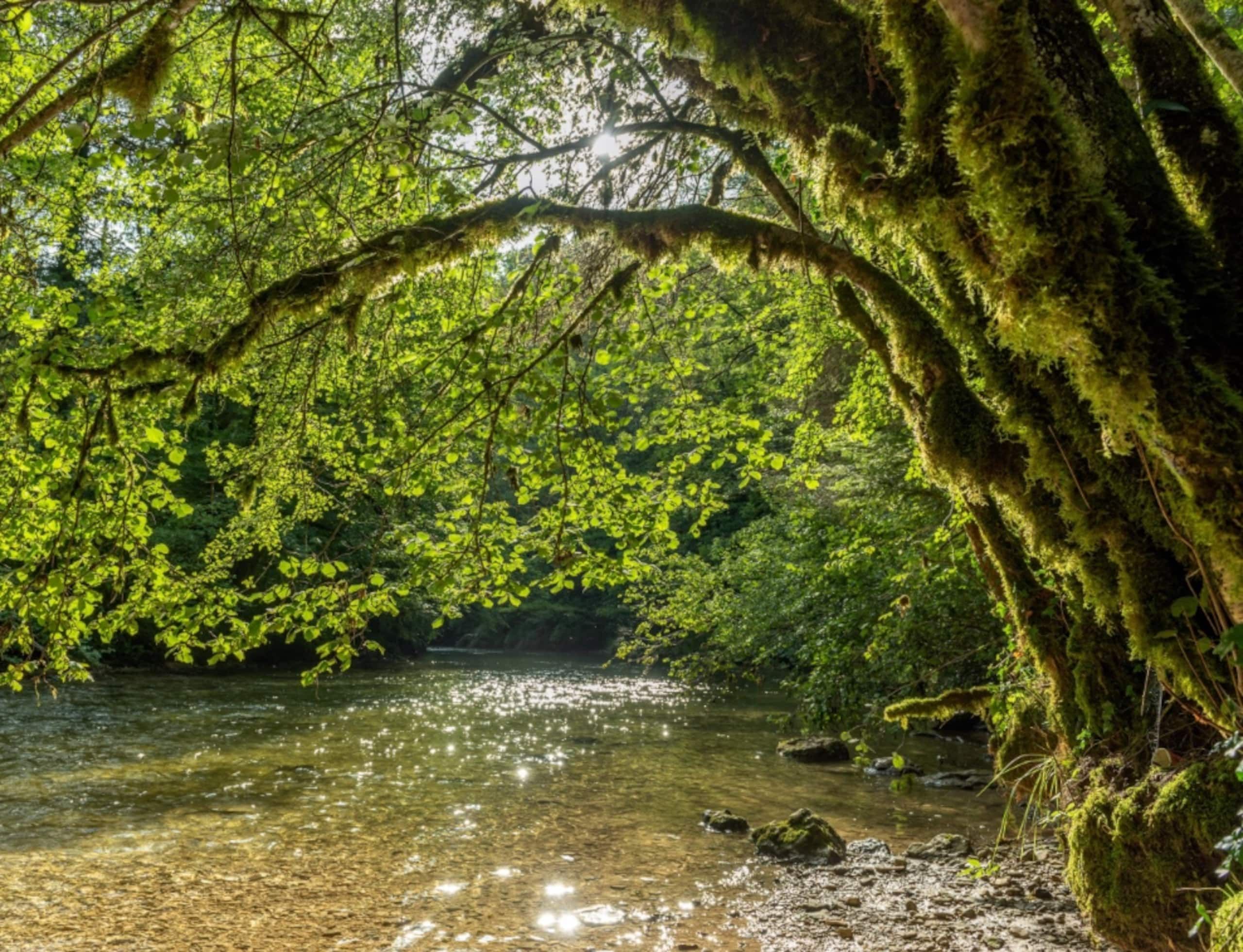 A natural landscape with a river, dense foliage, and moss-covered trees.