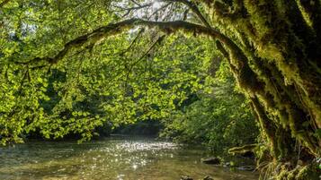 A natural landscape with a river, dense foliage, and moss-covered trees.