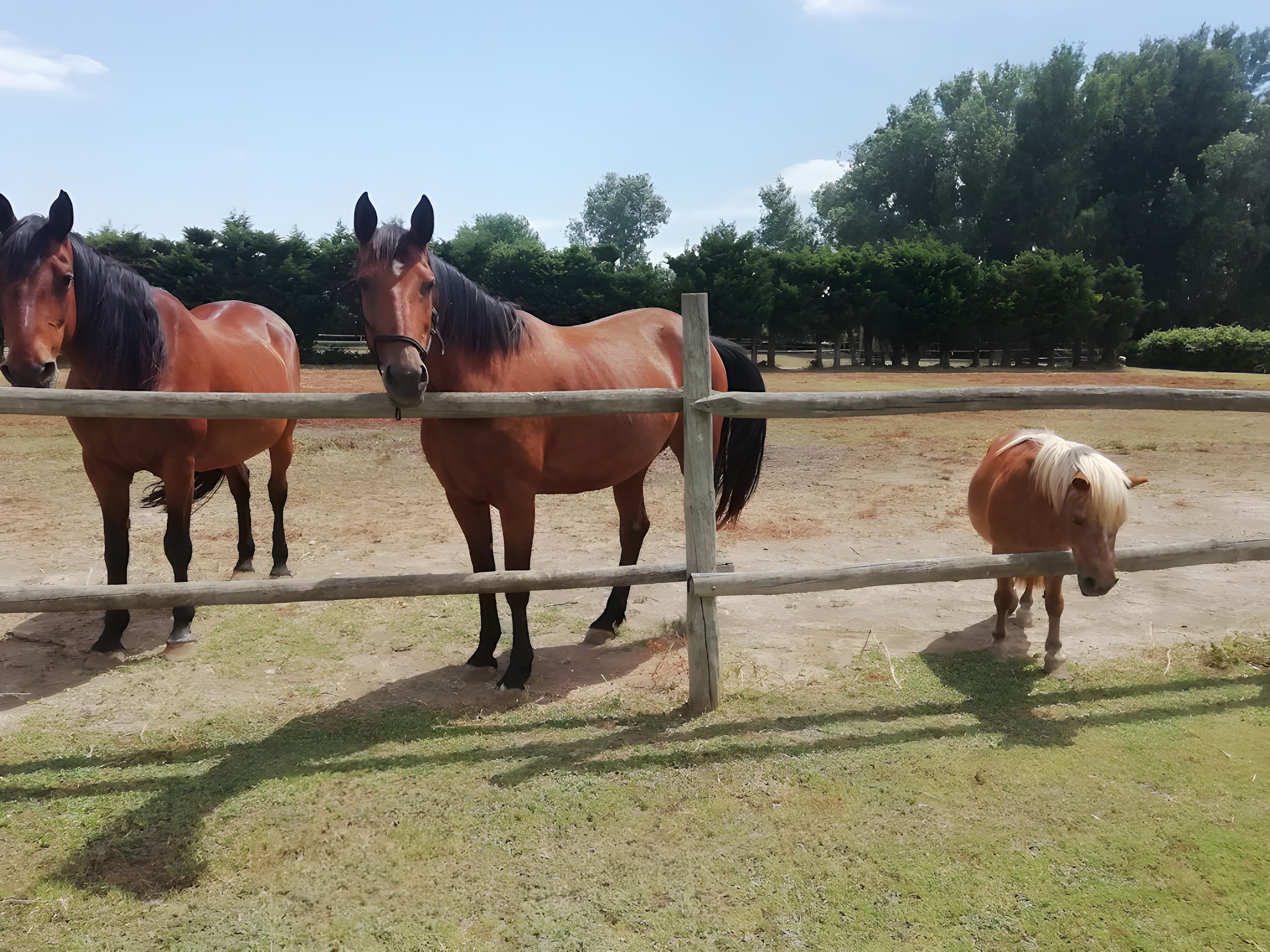 A stable with three horses.