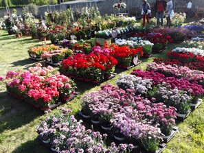 Un marché aux fleurs où l’on trouve une variété de plantes et de fleurs en pot.