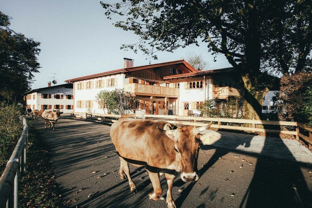 A building with a balcony, a cow in the foreground, and a tree casting a shadow.