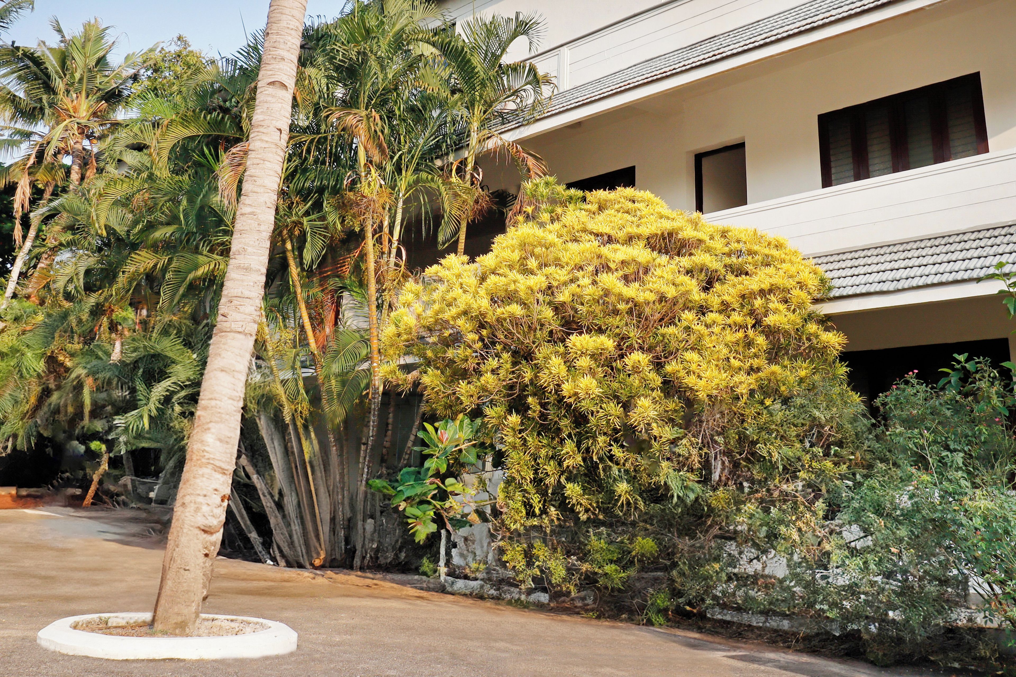 Um edifício com fachada branca, rodeado por vegetação tropical, incluindo palmeiras e um arbusto grande com flores amarelas.