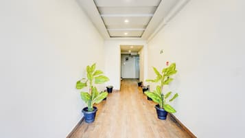 A hallway with wooden flooring, white walls, and potted plants on either side.