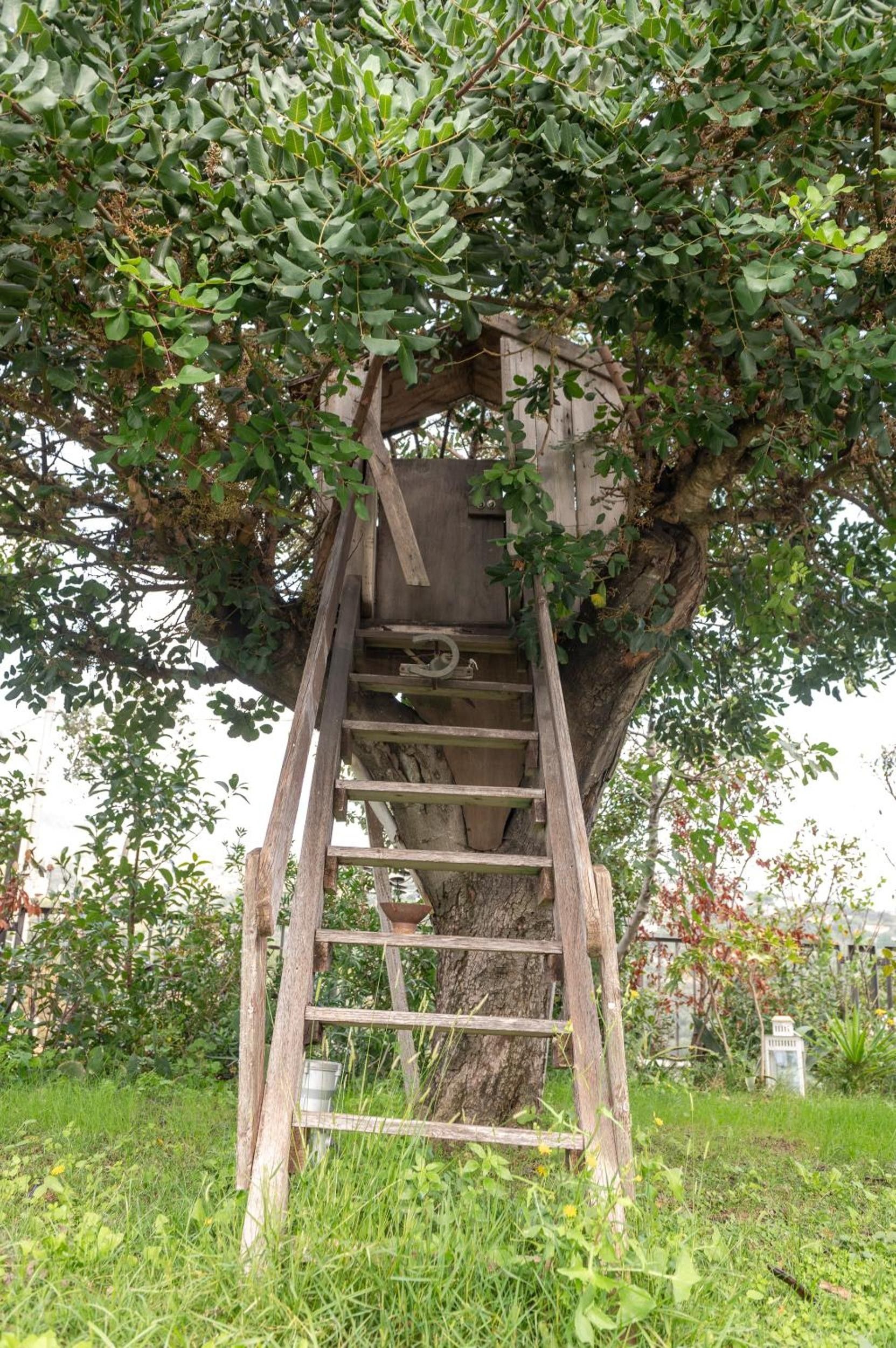 Eine Holzleiter, der zu einer in einen Baum integrierten Holzhütte führt.