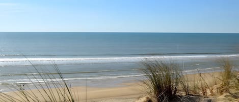 Een strand met duinen en gras op de voorgrond.