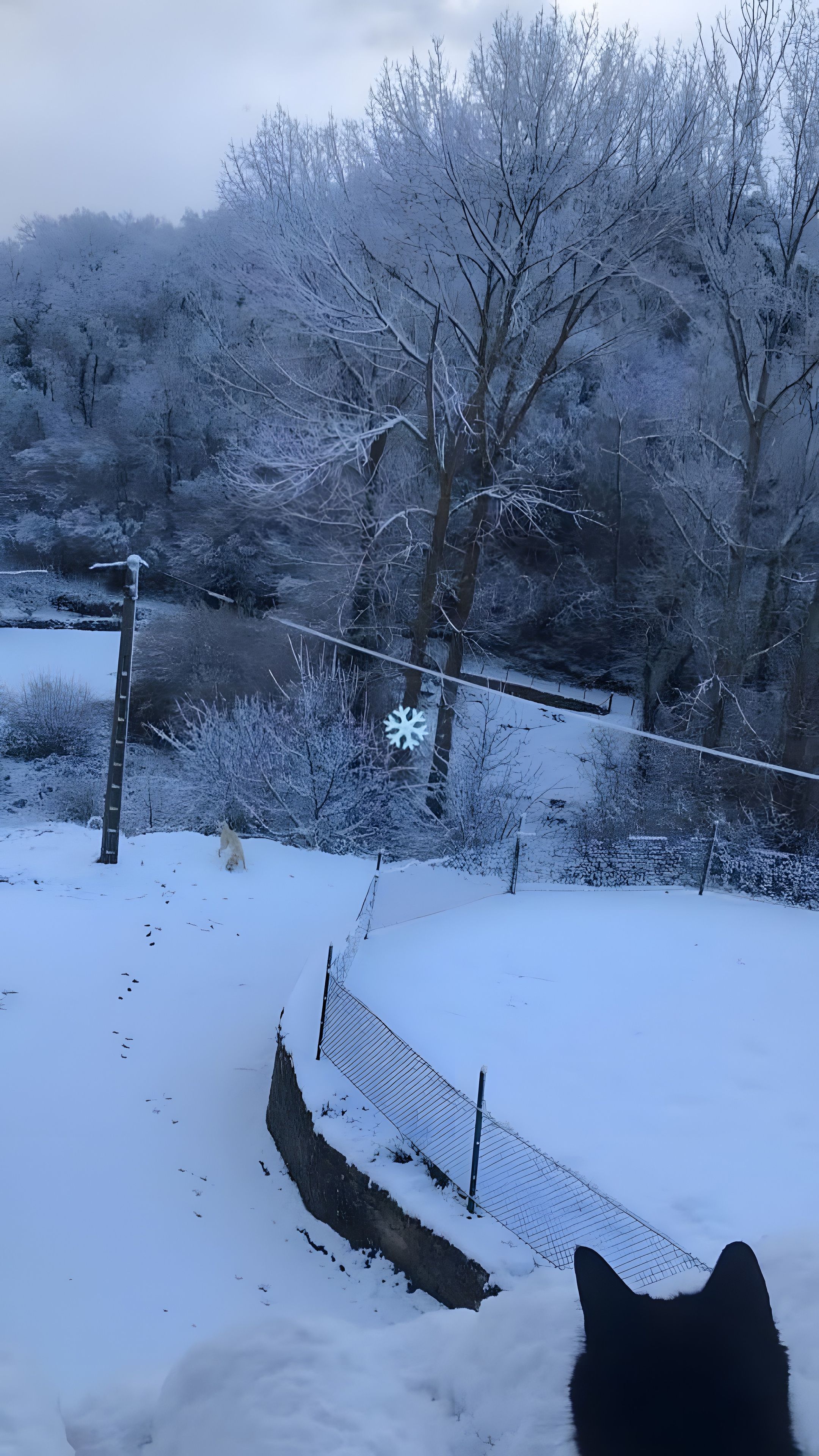 Schneelandschaft mit einem Zaun und einem Hund.