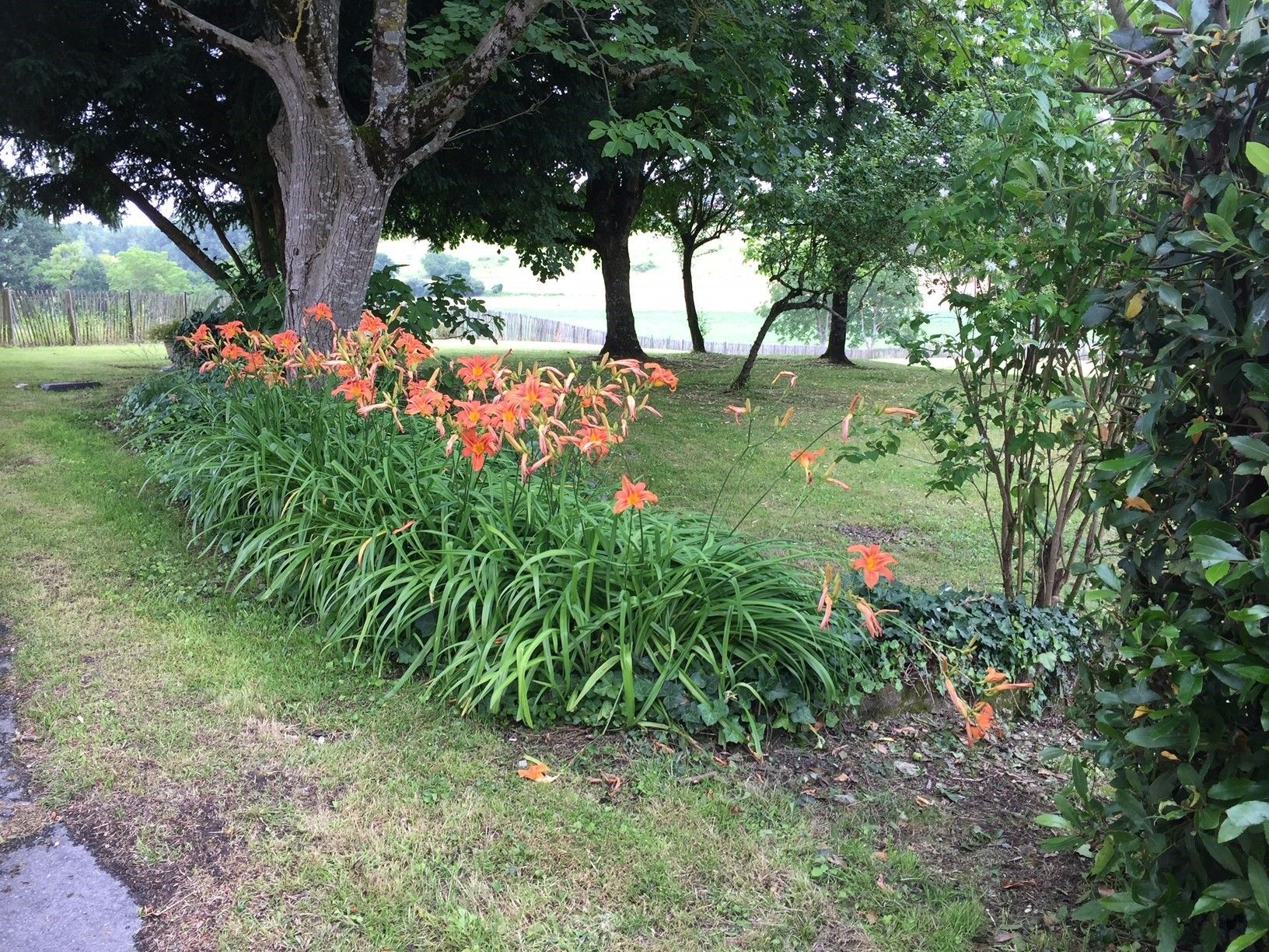 A garden with a variety of plants and trees, a paved path, and a grassy area.