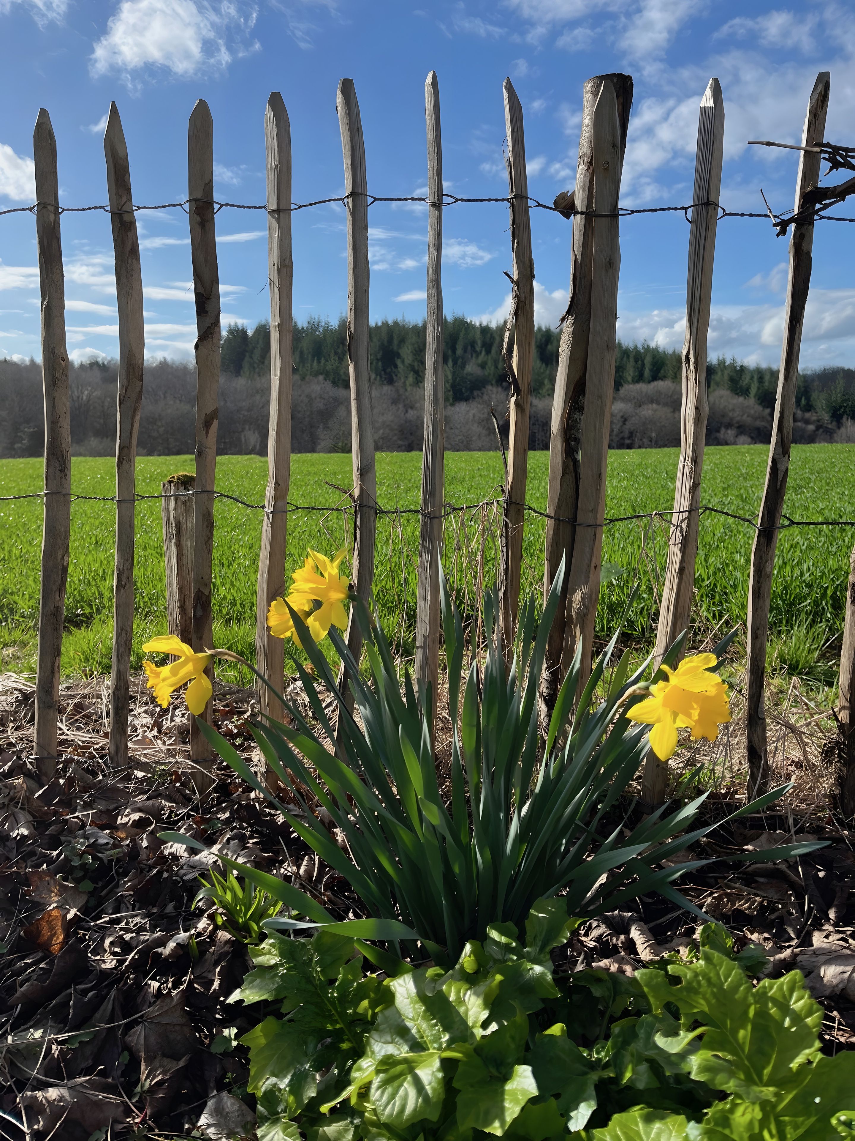 Una recinzione di legno con filo spinato, un campo di colture verdi e nel primo piano, narcisi gialli.
