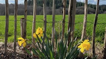 Una recinzione di legno con filo spinato, un campo di colture verdi e nel primo piano, narcisi gialli.